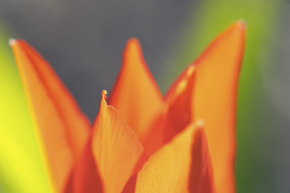 Platz 11 Harald Unglert